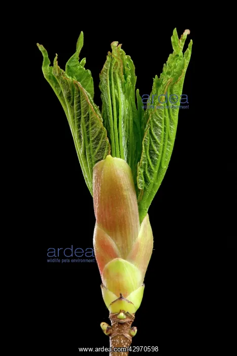 : Sycamore Maple - leaf bud opening in spring : Sycamore Maple - leaf bud opening in spring