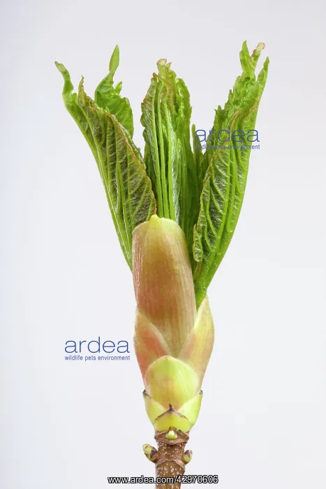 : Sycamore Maple - leaf bud opening in spring : Sycamore Maple - leaf bud opening in spring