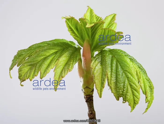 : Sycamore Maple - leaf bud opening in spring : Sycamore Maple - leaf bud opening in spring
