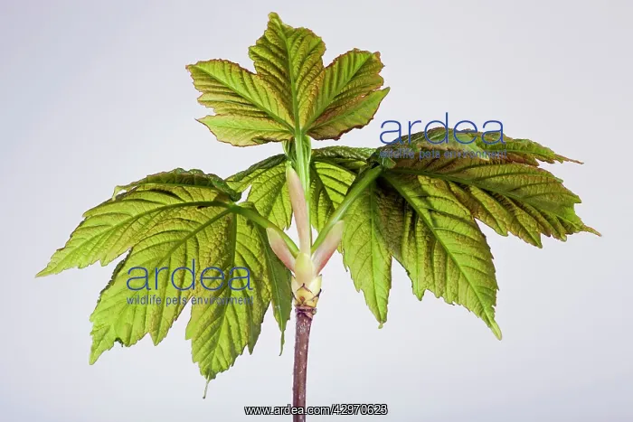 : Sycamore Maple - leaf bud opening in spring : Sycamore Maple - leaf bud opening in spring