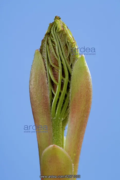 : Sycamore Maple - leaf bud opening in spring : Sycamore Maple - leaf bud opening in spring