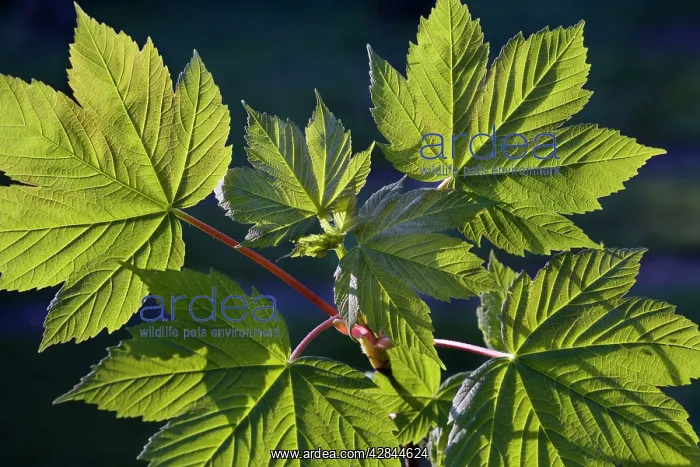 : Sycamore / Maple leaves : Sycamore / Maple leaves