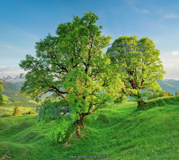 : Sycamore maple in mountain spring near Ennetbahl : Sycamore maple in mountain spring near Ennetbahl