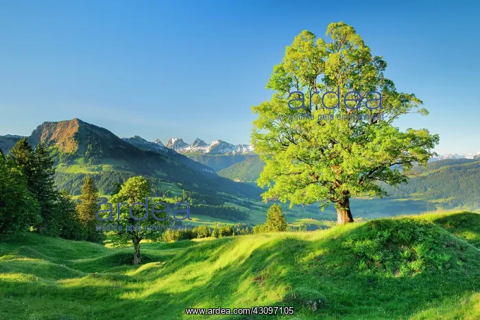 : Sycamore maple in front of snow-capped Churfirsten : Sycamore maple in front of snow-capped Churfirsten