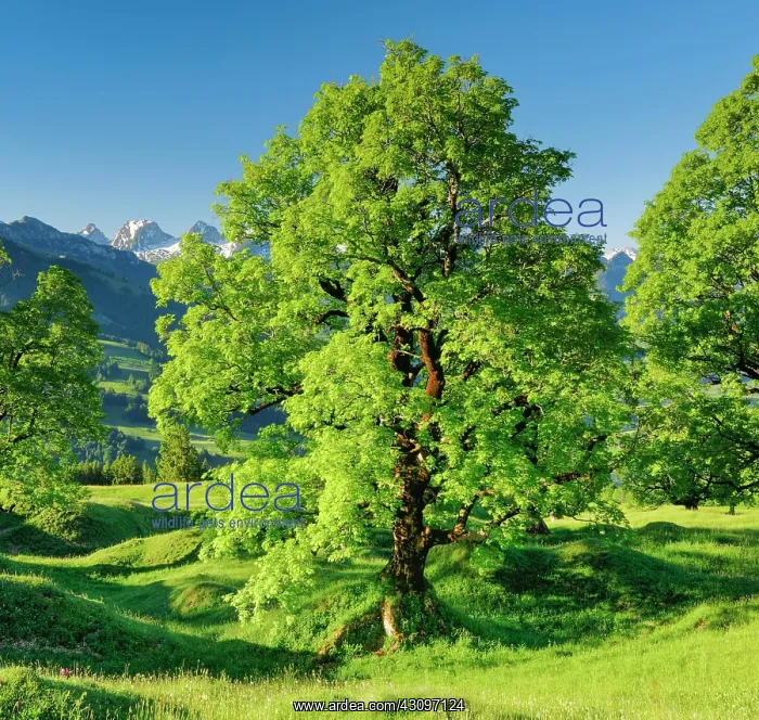 : Sycamore maple in front of snow-capped Churfirsten : Sycamore maple in front of snow-capped Churfirsten