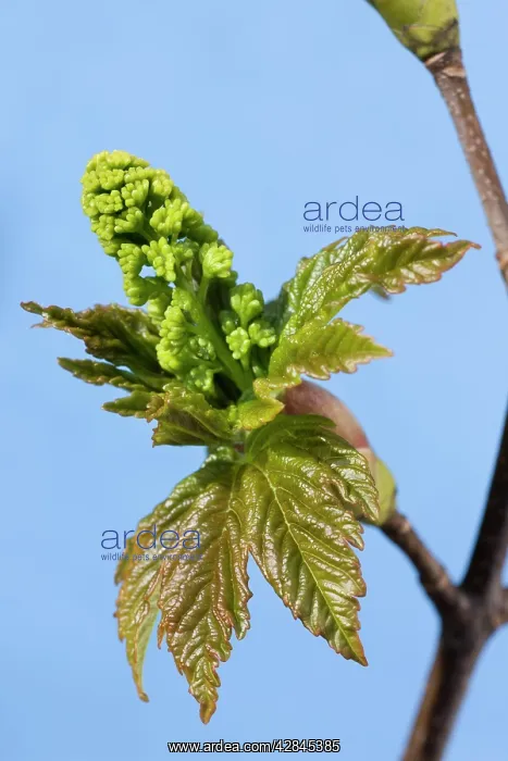 : Sycamore Maple Tree - acorn leaves in spring : Sycamore Maple Tree - acorn leaves in spring