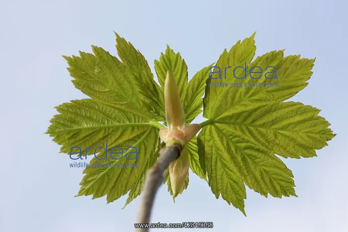 : Sycamore Maple Tree - leaves in spring : Sycamore Maple Tree - leaves in spring