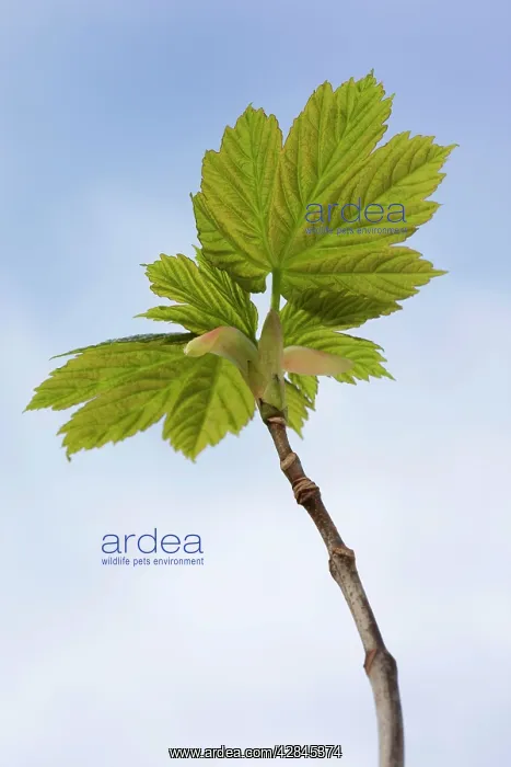  : Sycamore Maple Tree - leaves in spring