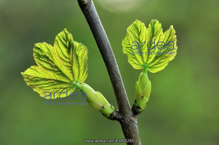 : Sycamore Maple young leaves : Sycamore Maple young leaves