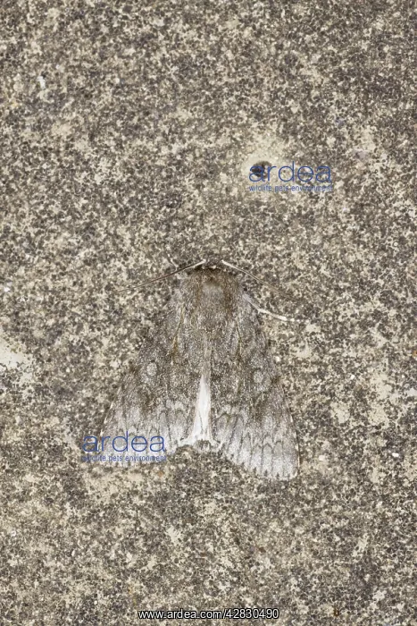 : Sycamore Moth : Sycamore Moth