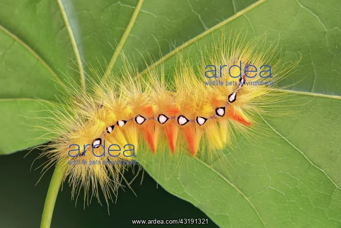 : Sycamore moth (Acronicta aceris), caterpillar, Tyrol : Sycamore moth (Acronicta aceris), caterpillar, Tyrol