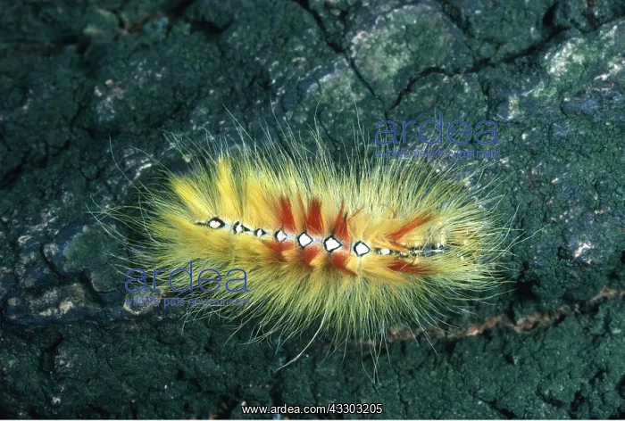 : SYCAMORE MOTH LARVAE / CATERPILLAR : SYCAMORE MOTH LARVAE / CATERPILLAR