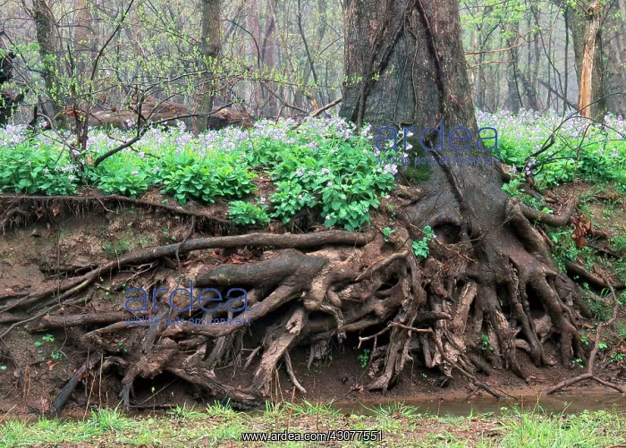 : Sycamore Roots and Bluebells : Sycamore Roots and Bluebells