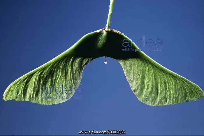 : SYCAMORE SEED - close-up : SYCAMORE SEED - close-up