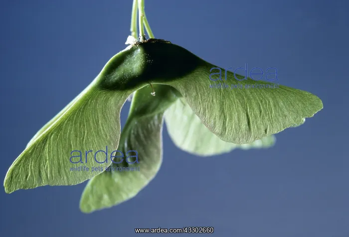 : SYCAMORE SEEDS - close-up : SYCAMORE SEEDS - close-up
