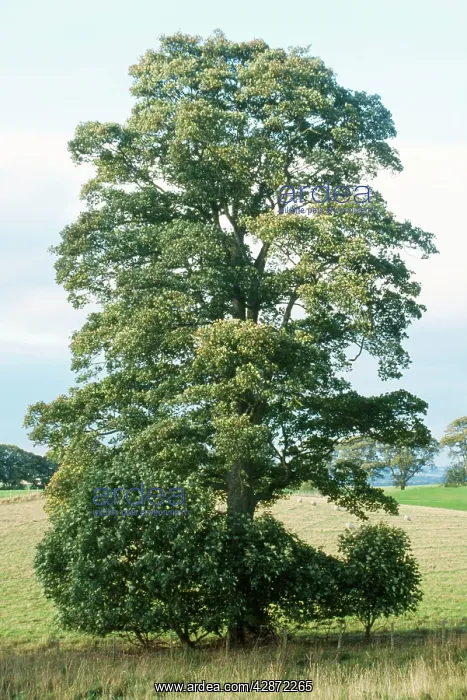  : SYCAMORE TREE