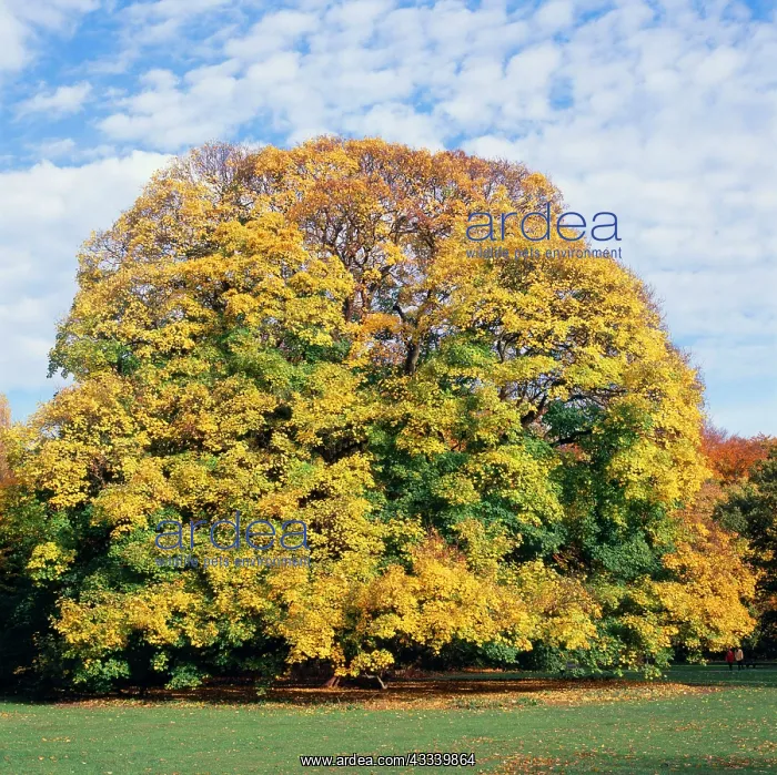 : Sycamore Tree - Autumn, sequence 3 of 4 : Sycamore Tree - Autumn, sequence 3 of 4