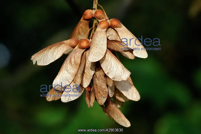 : Sycamore Tree - fruits / seeds : Sycamore Tree - fruits / seeds