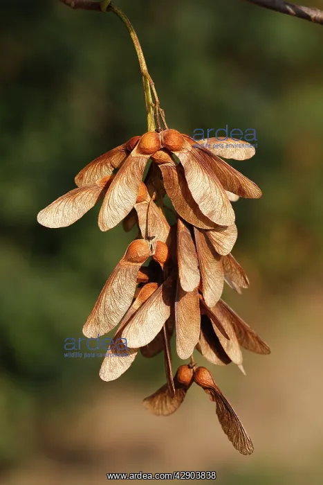 : Sycamore Tree - fruits / seeds : Sycamore Tree - fruits / seeds
