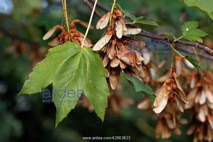 : Sycamore Tree - leaf & fruits / seeds : Sycamore Tree - leaf & fruits / seeds
