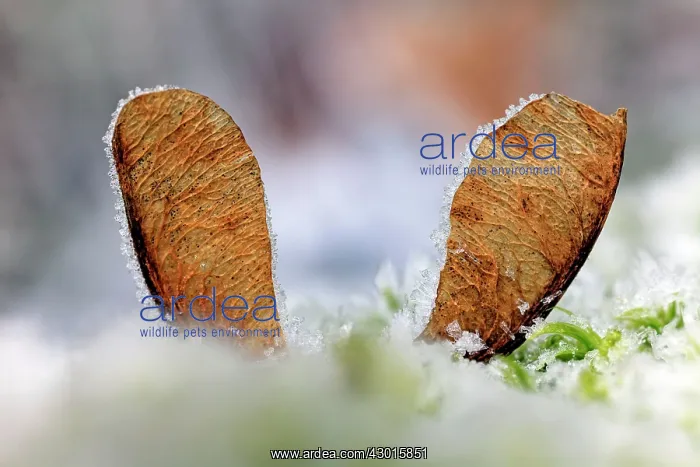 : Sycamore Tree - seeds on ground covered in frost : Sycamore Tree - seeds on ground covered in frost