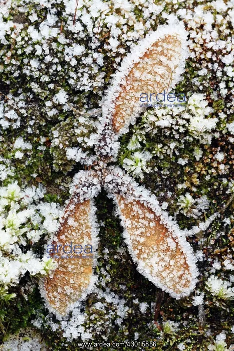 : Sycamore Tree - seeds on ground covered in frost : Sycamore Tree - seeds on ground covered in frost