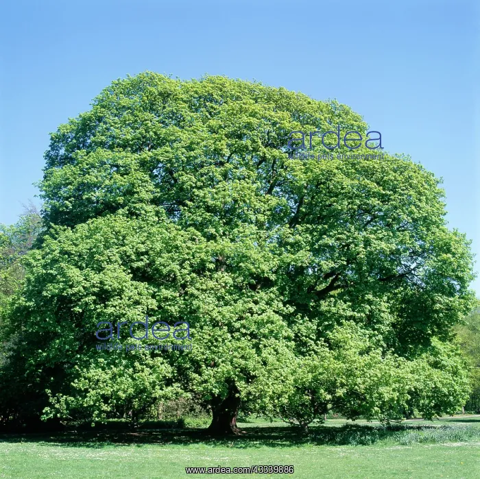 : Sycamore Tree - spring, sequence 1 of 4 : Sycamore Tree - spring, sequence 1 of 4