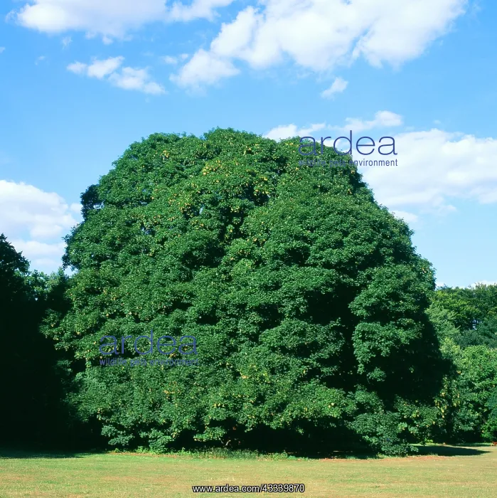 : Sycamore Tree - summer : Sycamore Tree - summer