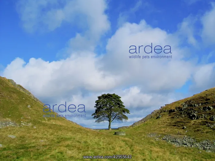 : Sycamore Tree - Sycamore Gap : Sycamore Tree - Sycamore Gap