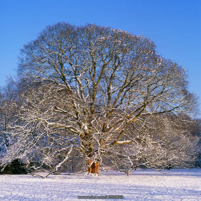 : Sycamore Tree - winter, sequence 4 of 4 : Sycamore Tree - winter, sequence 4 of 4