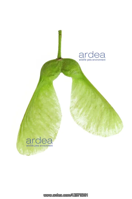 : Sycamore winged seed - close-up : Sycamore winged seed - close-up