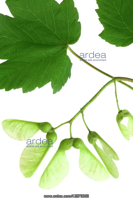 : Sycamore - winged seeds and leaves : Sycamore - winged seeds and leaves