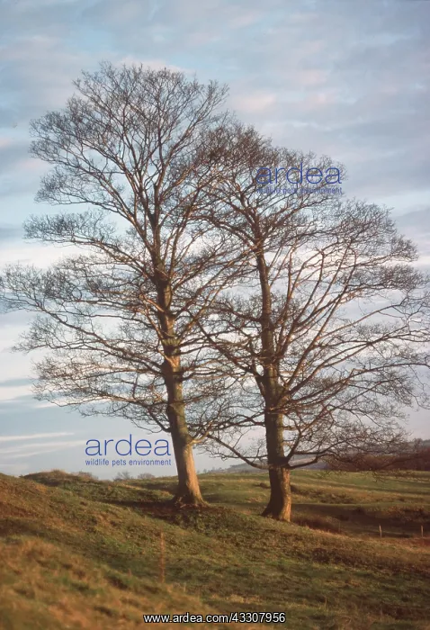 : SYCAMORE - Winter silhouettes : SYCAMORE - Winter silhouettes