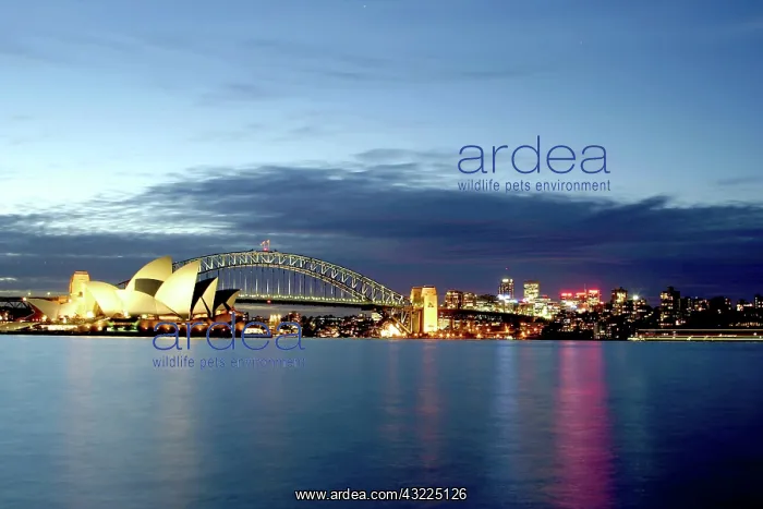 : Sydney, Australia. A view of Sydney's famous : Sydney, Australia. A view of Sydney's famous