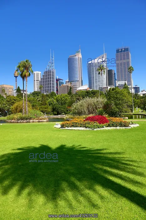 : Sydney city skyline and CBD and the Royal Botanic : Sydney city skyline and CBD and the Royal Botanic
