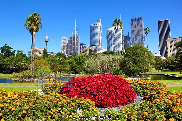: Sydney city skyline and CBD and the Royal Botanic : Sydney city skyline and CBD and the Royal Botanic