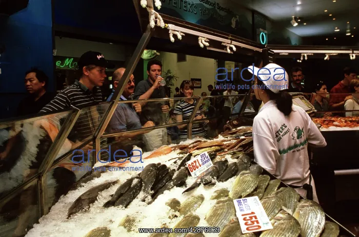  : Sydney Fish Market Sydney