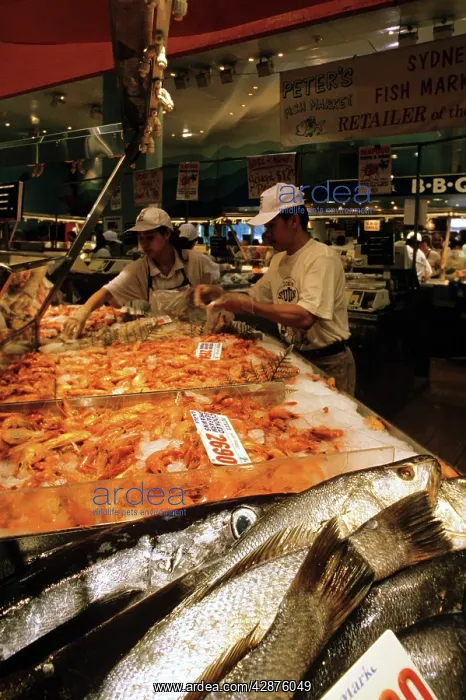 : Sydney Fish Market Sydney : Sydney Fish Market Sydney