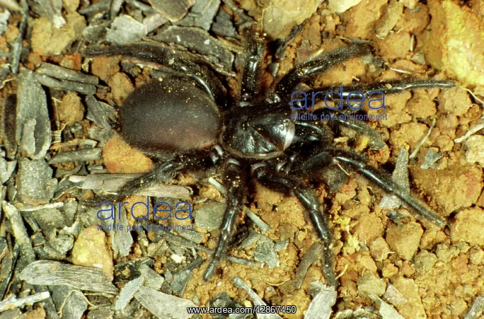 : Sydney Funnel-web Spider : Sydney Funnel-web Spider