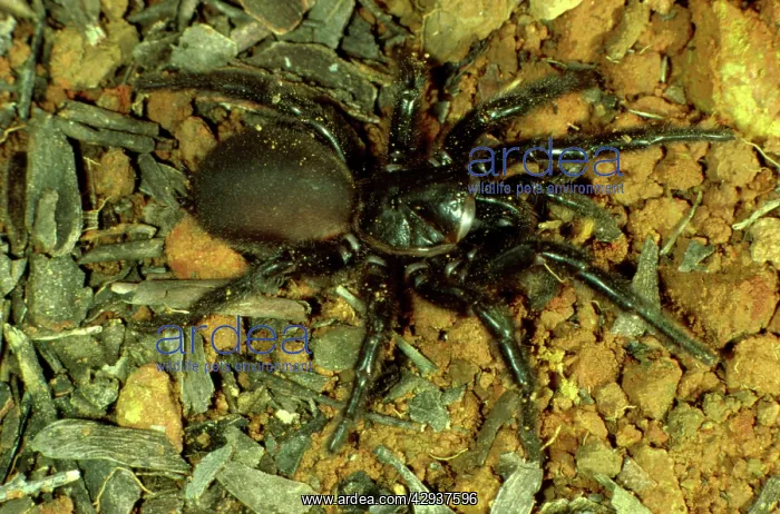 : Sydney funnel-web spider : Sydney funnel-web spider