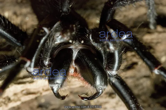 : Sydney Funnel-Web Spider : Sydney Funnel-Web Spider