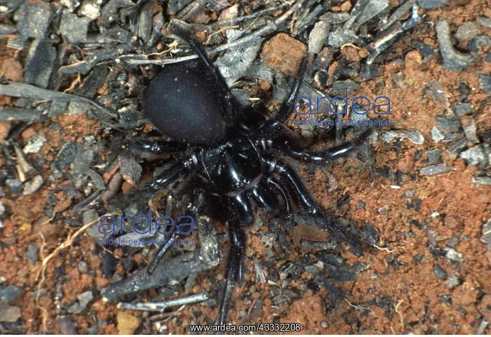 : SYDNEY FUNNEL-WEB SPIDER : SYDNEY FUNNEL-WEB SPIDER
