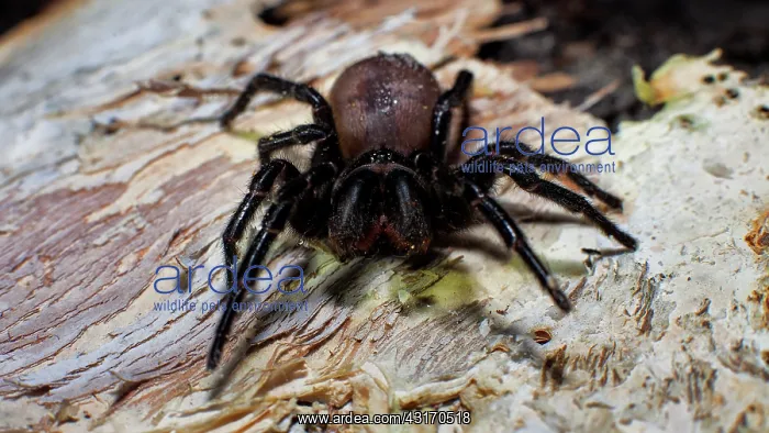 : A Sydney Funnel Web spider, Atrax robustus. One : A Sydney Funnel Web spider, Atrax robustus. One