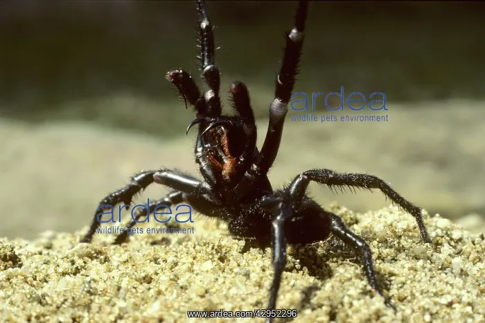 : Sydney Funnel-web Spider in defensive position : Sydney Funnel-web Spider in defensive position