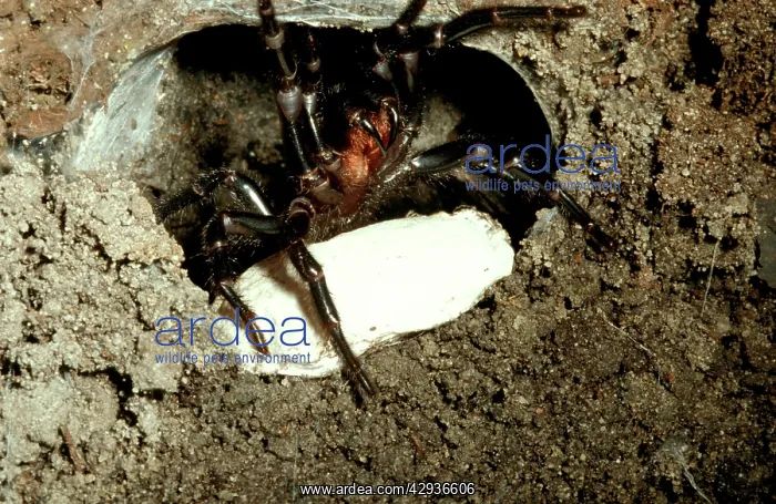 : Sydney funnel-web spider - female at burrow entrance : Sydney funnel-web spider - female at burrow entrance