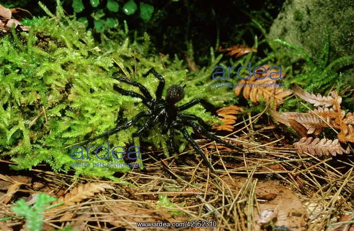 : Sydney Funnel-web Spider - male : Sydney Funnel-web Spider - male