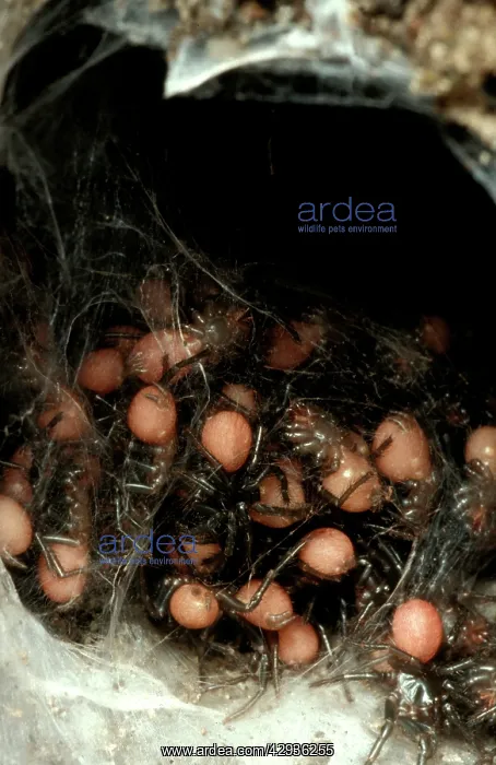 : Sydney funnel-web spider - spiderlings at burrow entrance : Sydney funnel-web spider - spiderlings at burrow entrance