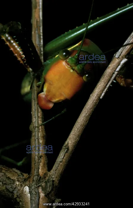 : Sydney gumleaf katydid - a predatory katydid with : Sydney gumleaf katydid - a predatory katydid with