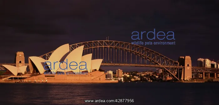 : Sydney Opera House & Harbour Bridge from Mrs MacquarieIs : Sydney Opera House & Harbour Bridge from Mrs MacquarieIs