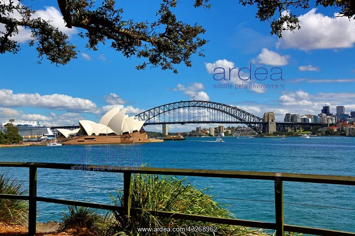 : Sydney Opera House and Harbour Bridge, Sydney, New : Sydney Opera House and Harbour Bridge, Sydney, New